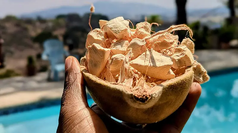 Health Benefits of Baobab Fruit