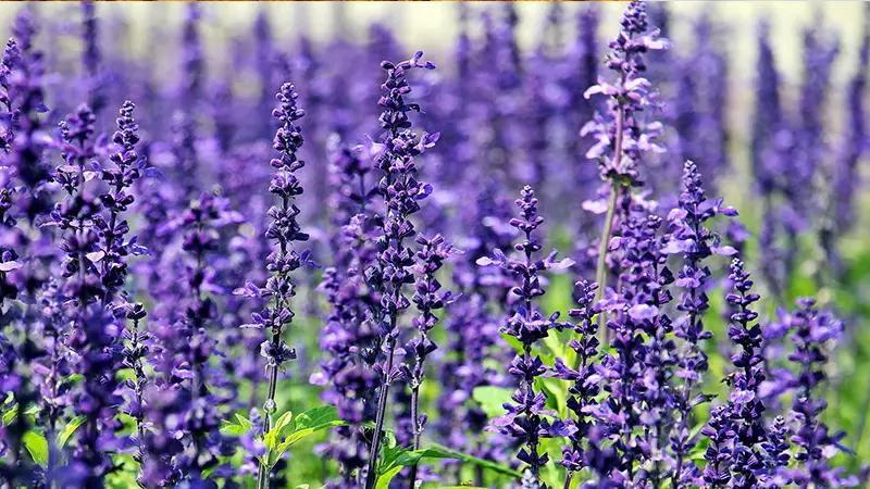 Health Benefits of Lavender