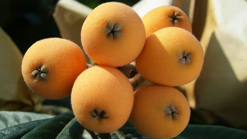 Health Benefits of Loquats