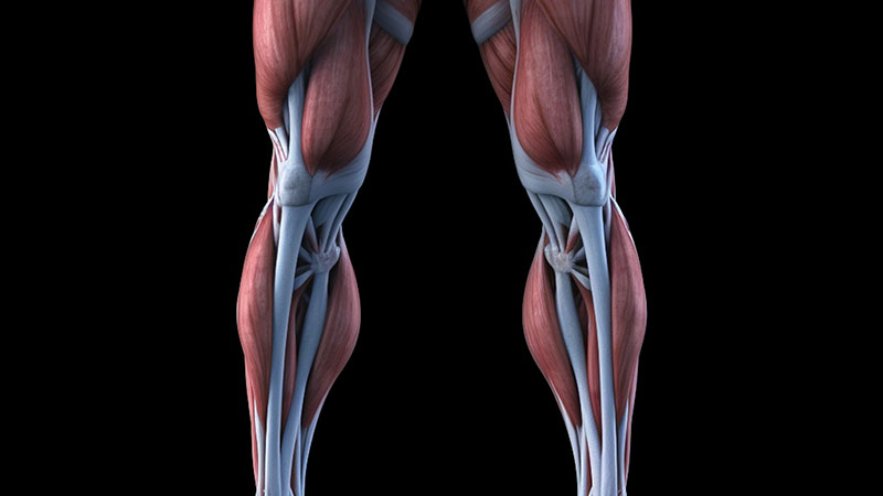 Biomechanics of Calf Muscles