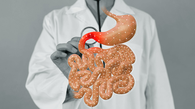 Creatine and Digestive Health