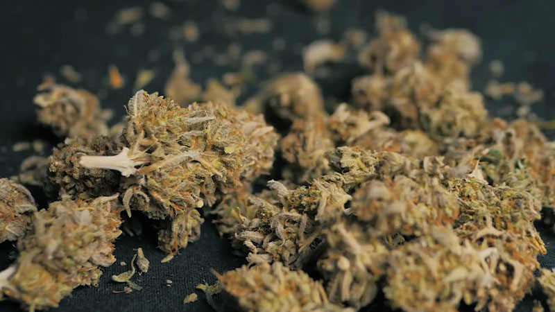 Evaluating the Safety of Combining Creatine With Marijuana