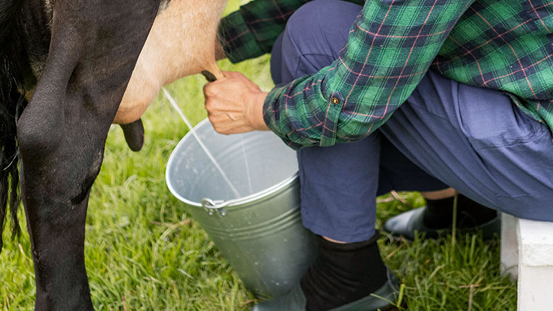 Early Exposure to Cow's Milk