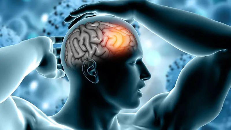 Enhances Cognitive Function