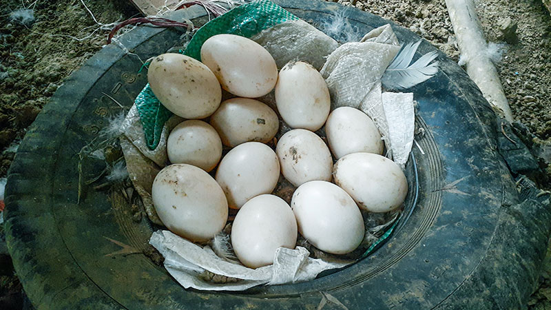 Duck Eggs