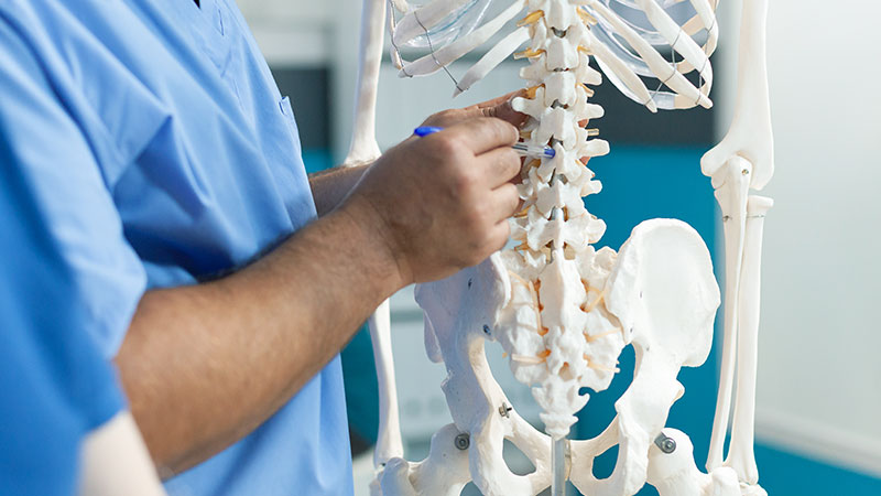 Enhances Bone Health