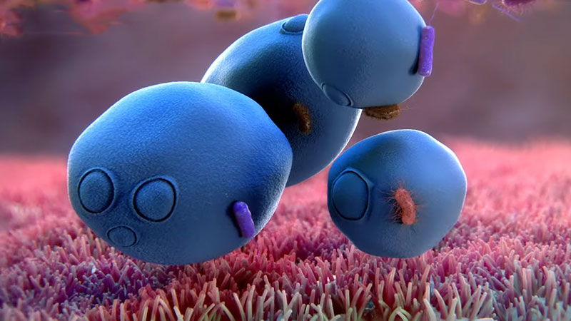 Health Benefits of Saccharomyces Boulardii