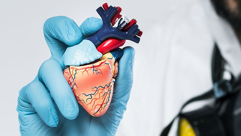 Improved Cardiovascular Function