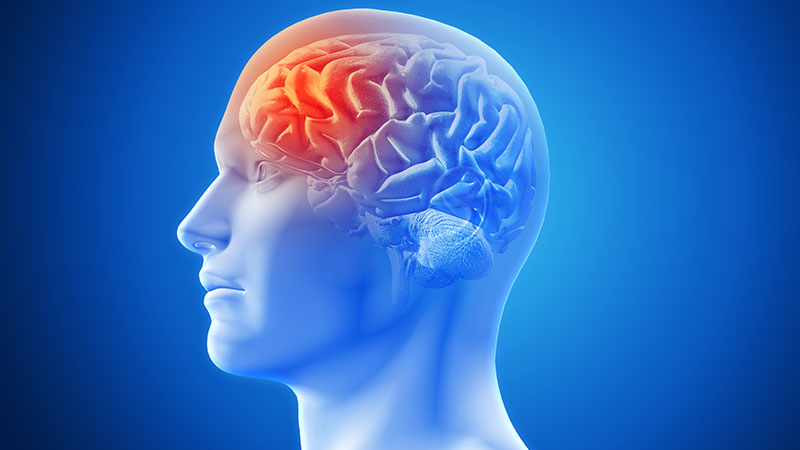 Supports Brain Health