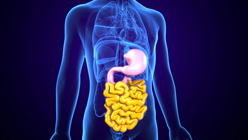 Supports Digestive Health