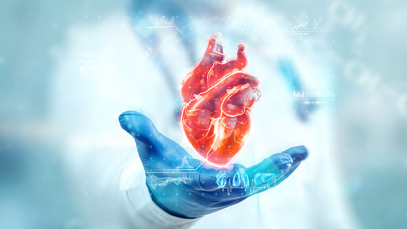 Supports Heart Health