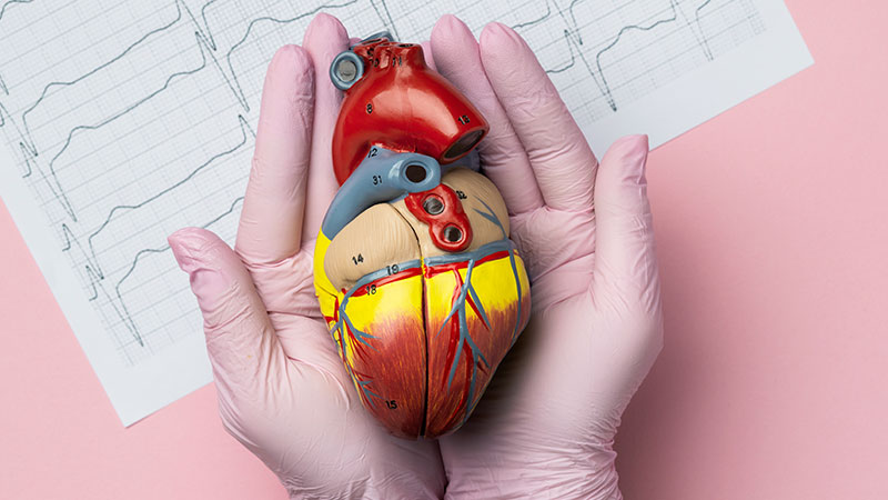 Supports Heart Health