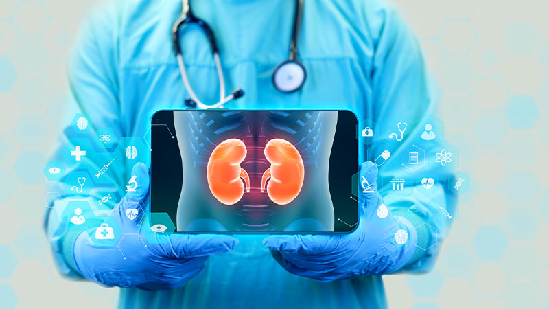 Supports Kidney Health