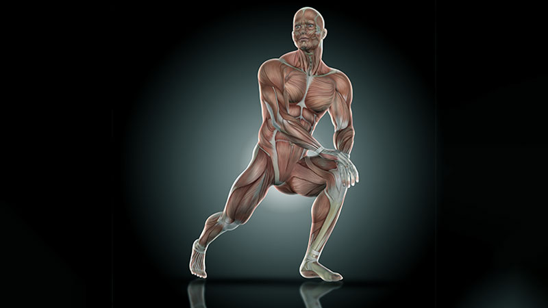 Supports Muscle Recovery