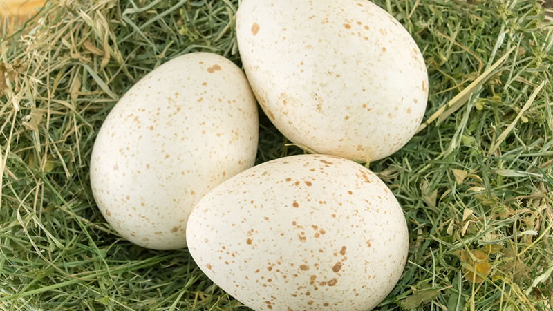 Turkey Eggs