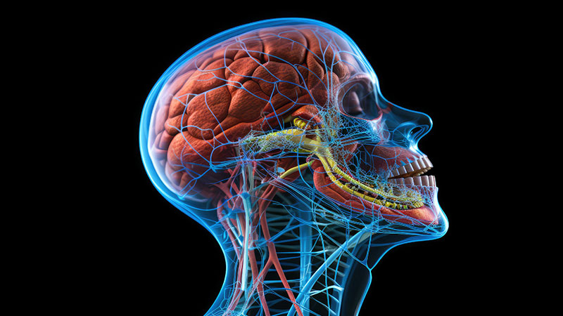 Activation of the Parasympathetic Nervous System