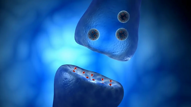 Selective Serotonin Reuptake Inhibitors