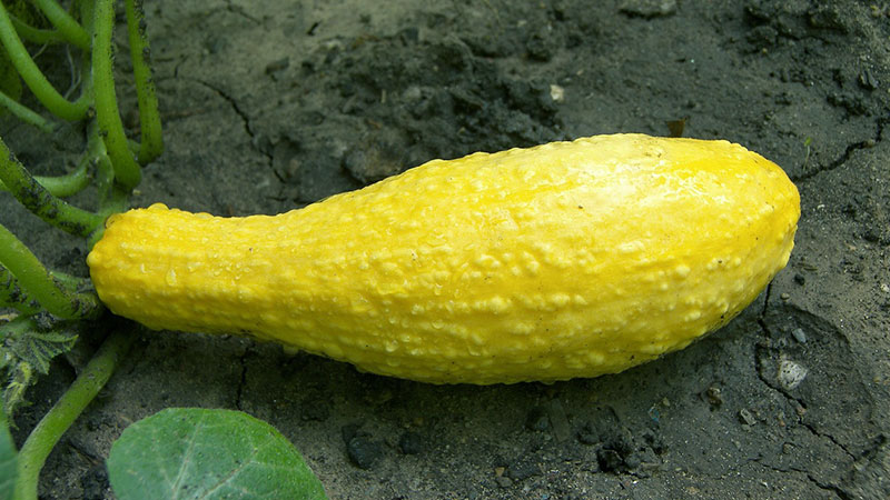 Crookneck Squash