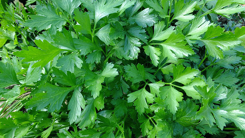 Health Benefits of Parsley