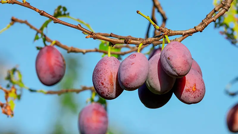 Health Benefits of Plums