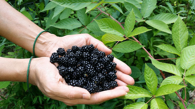 Including Blackberries in Your Diet