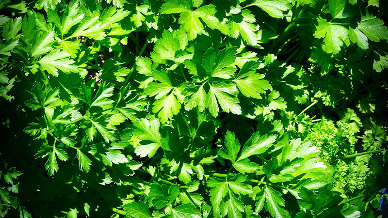 Incorporate Parsley into Your Diet