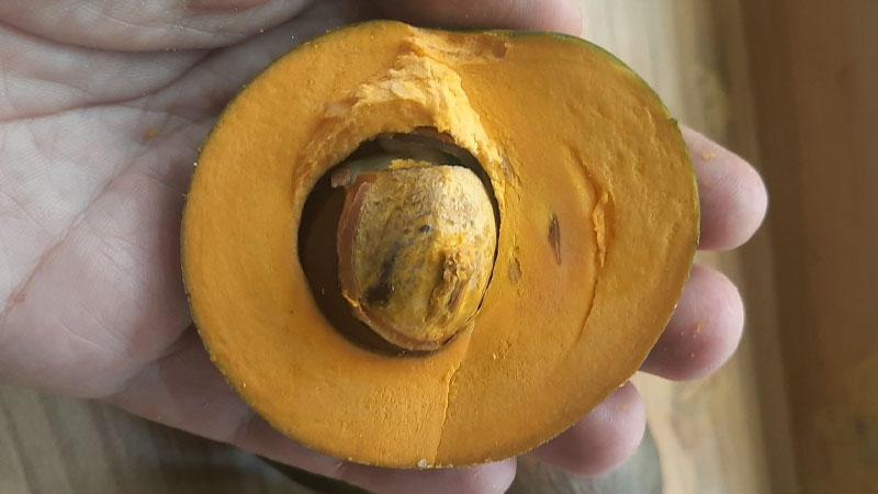 Lucuma