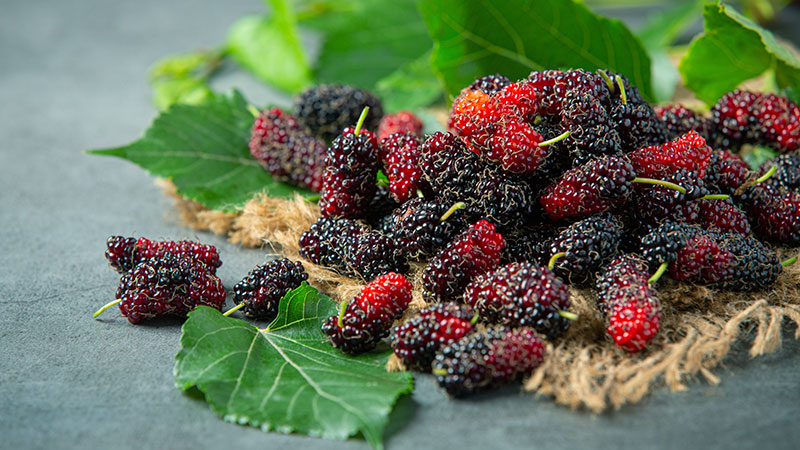 Mulberries