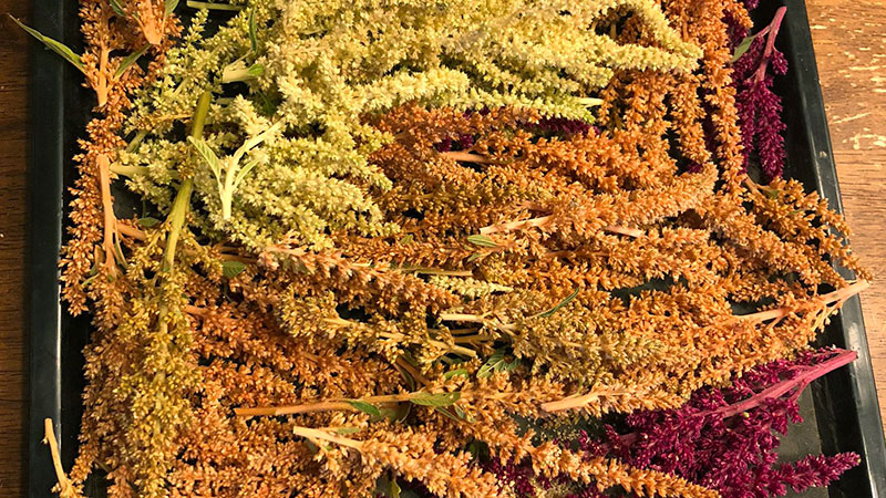 Risks of Amaranth