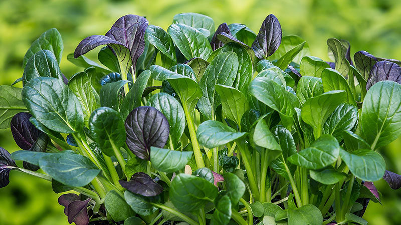 Spinach