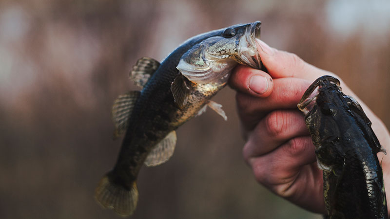 Wild-Caught Fish