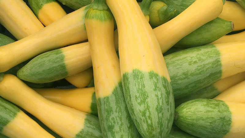 Zephyr Squash