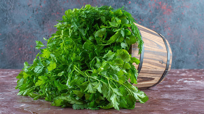 Cilantro