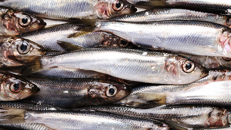 Health Benefits of Sardines
