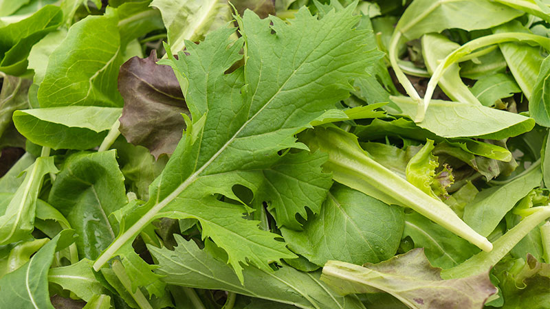 Health Benefits of Arugula