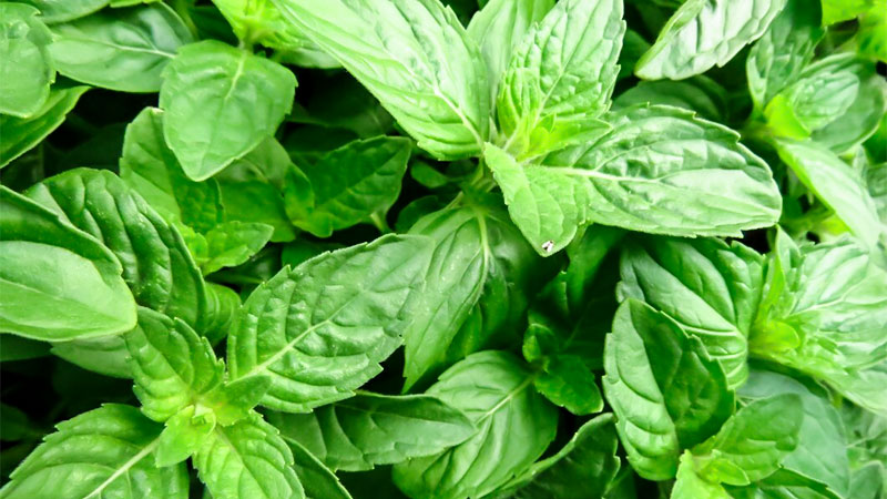 health benefits of basil