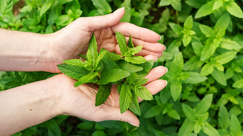 Health Benefits of Mint