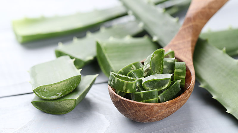 aloe vera