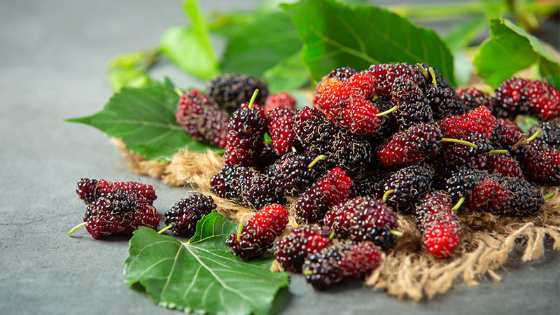 health benefits of mulberries