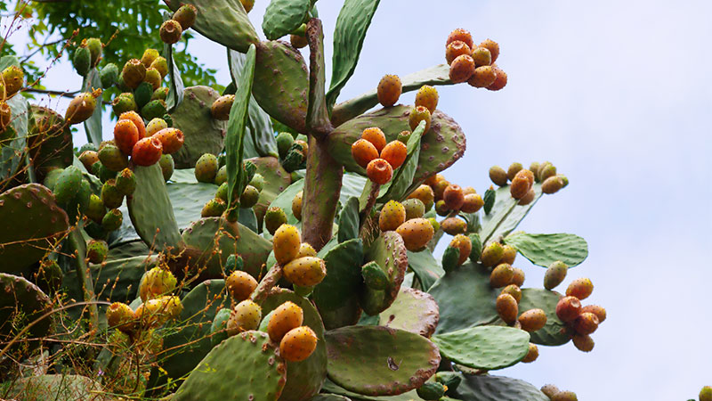 health benefits of prickly pear
