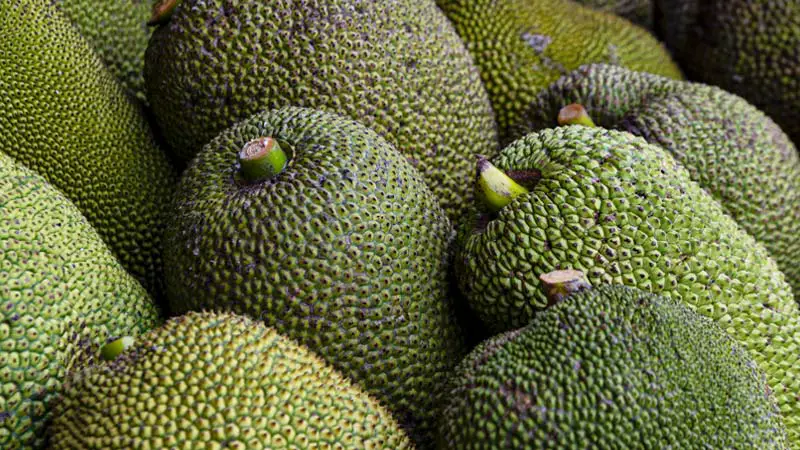Health Benefits of Breadfruit