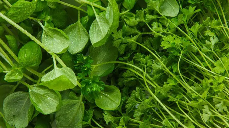 Benefits of Coriander for Health