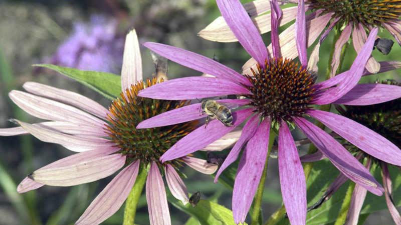 Health Benefits of Echinacea