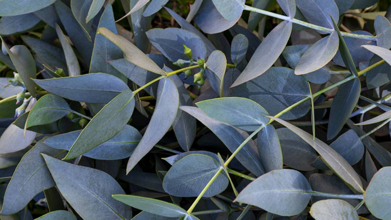 Health Benefits of Eucalyptus