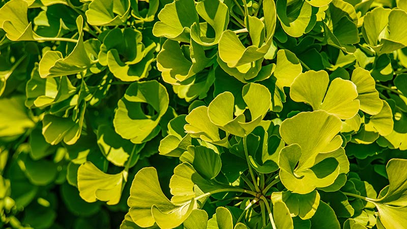 health benefits of ginkgo biloba