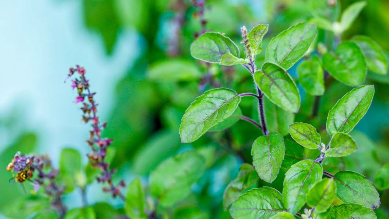 health benefits of holy basil