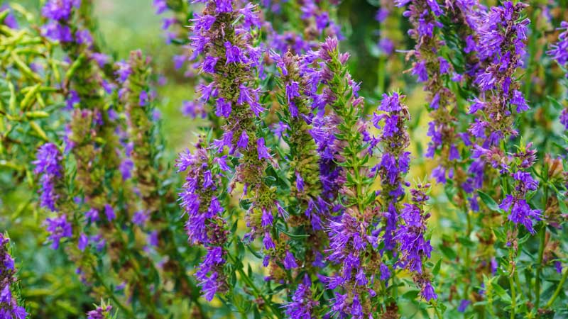 Health Benefits of Hyssop