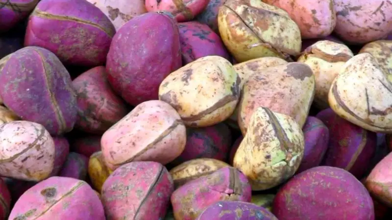 Health Benefits of Kola Nut