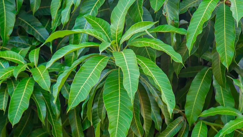 Health Benefits of Mango Leaves