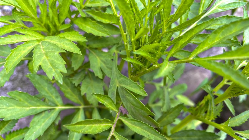 Health Benefits of Mugwort